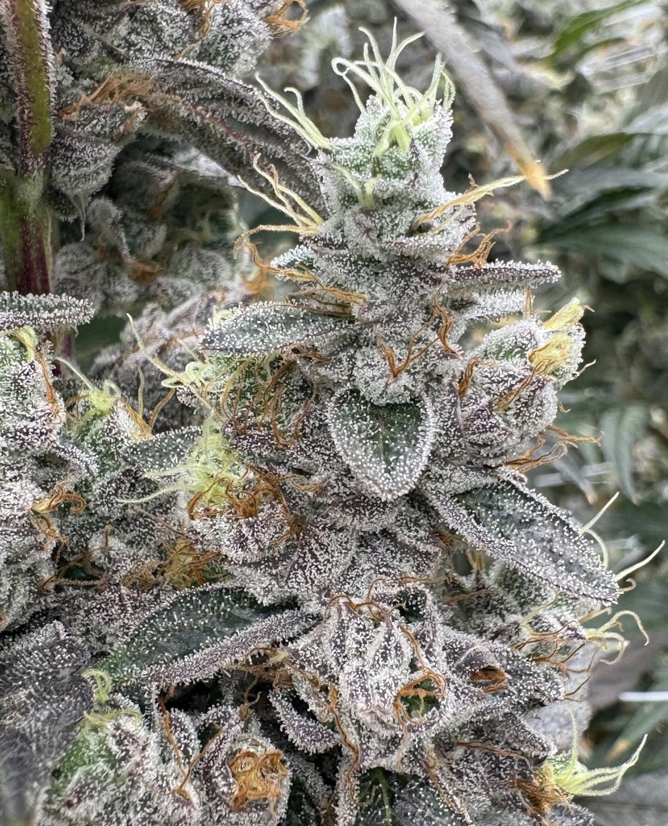 Close-up of M Series Midnight flower