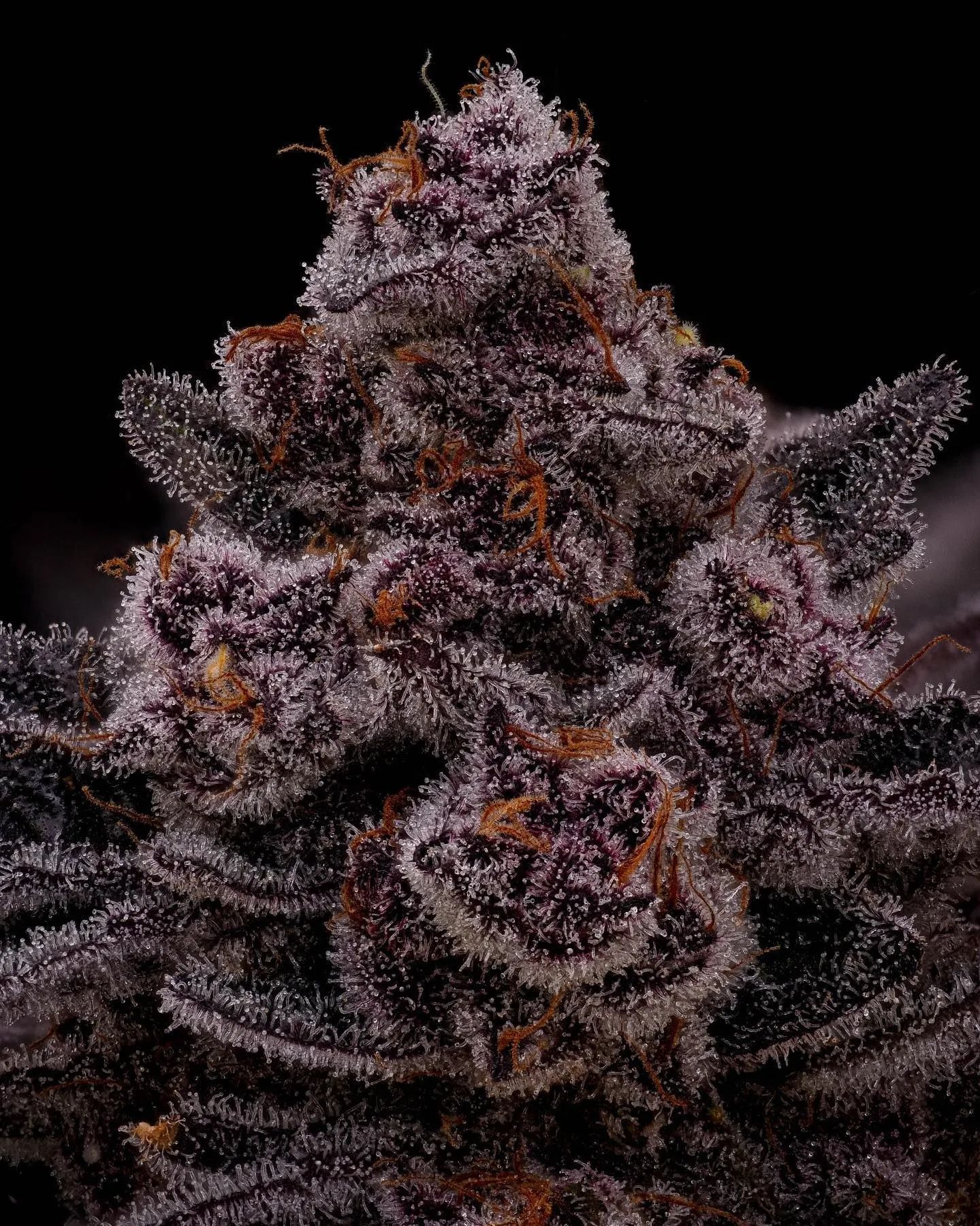 Purple trichome-rich Subway Series flower